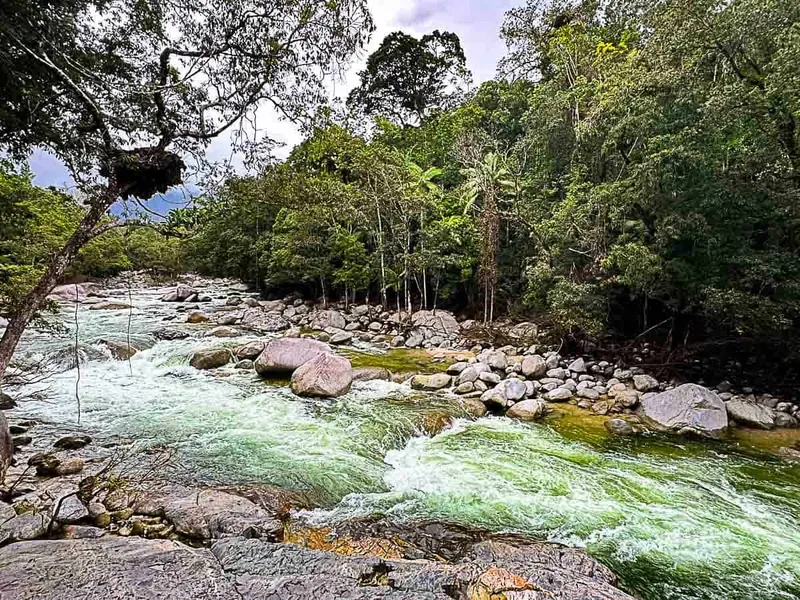 Mossman Gorge Dreamtime Walk