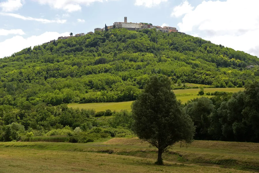 Motovun Forest