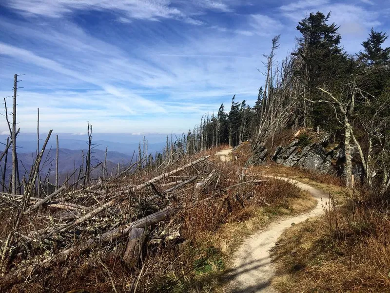 Mount Mitchell State Park