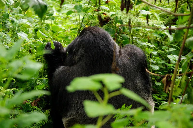 Mountain Gorilla Trekking at Volcanoes National Park