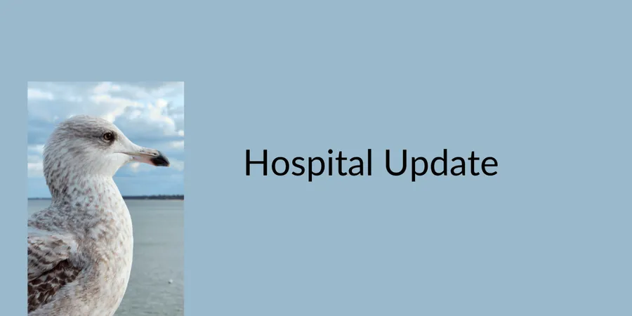 Mousehole Wild Bird Hospital