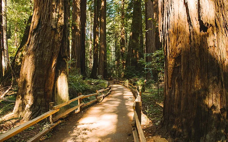 Muir Woods National Monument