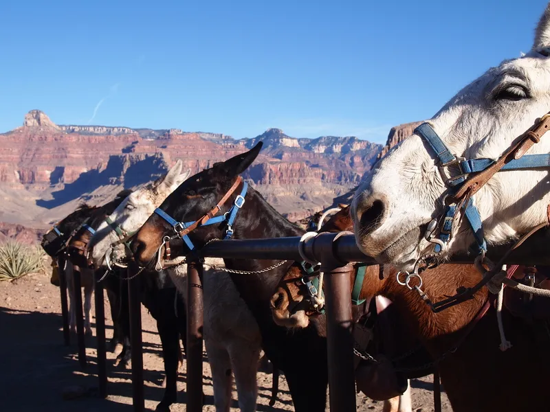 Mule Rides