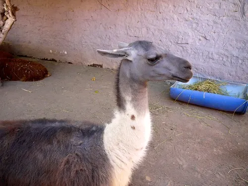 Mundo Alpaca