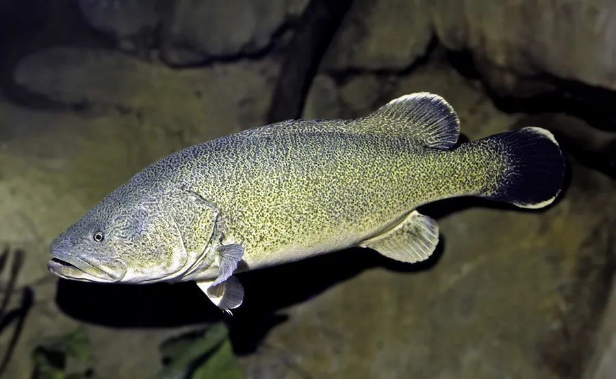 Murray Cod Farm