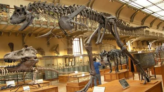Musée d'Histoire Naturelle de Perpignan
