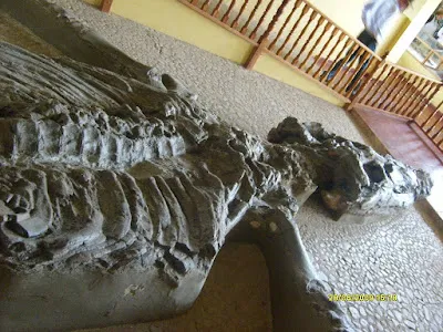Museo Paleontológico