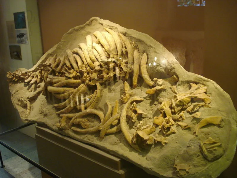 Museo Paleontológico Florentino Ameghino