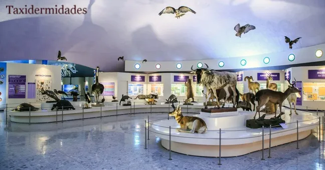 Museo de Historia Natural de El Picacho