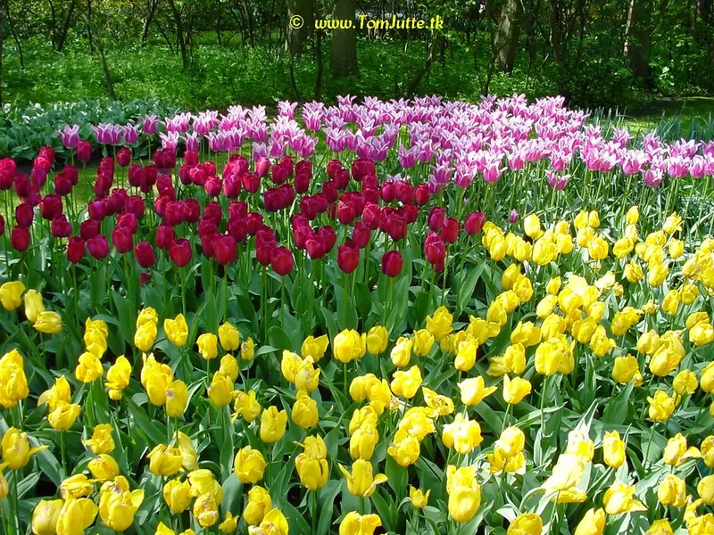 Museum De Zwarte Tulp