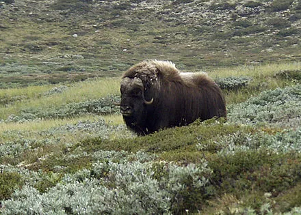 Muskox Safari Dovrefjell