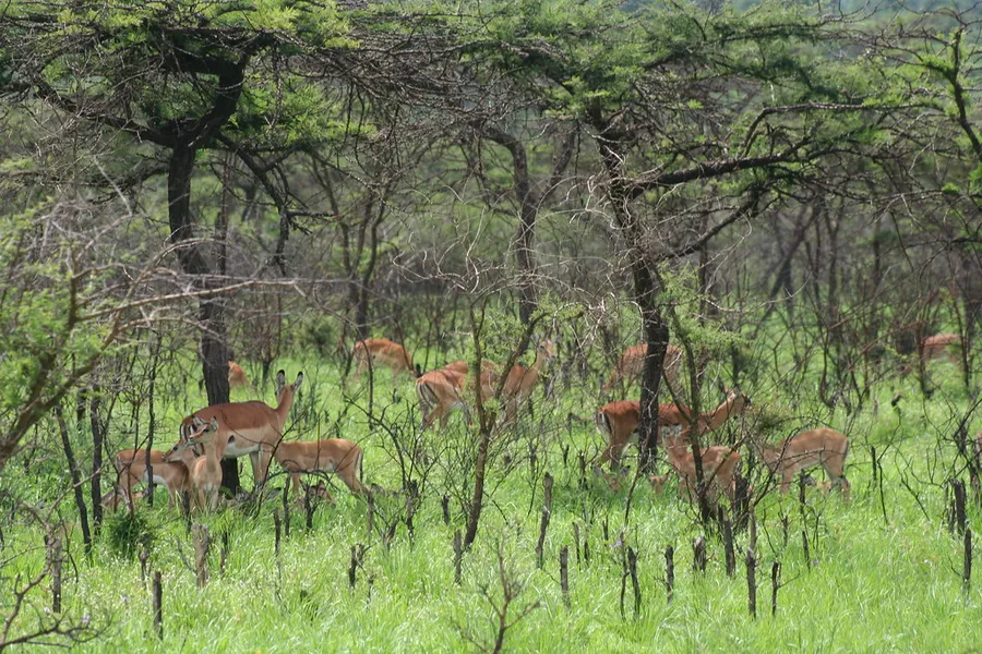 Mutumba Hills