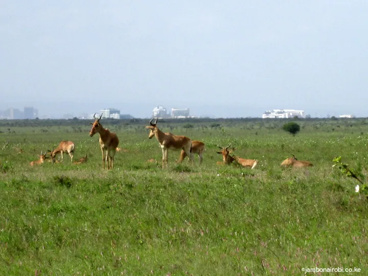 Nairobi National Park