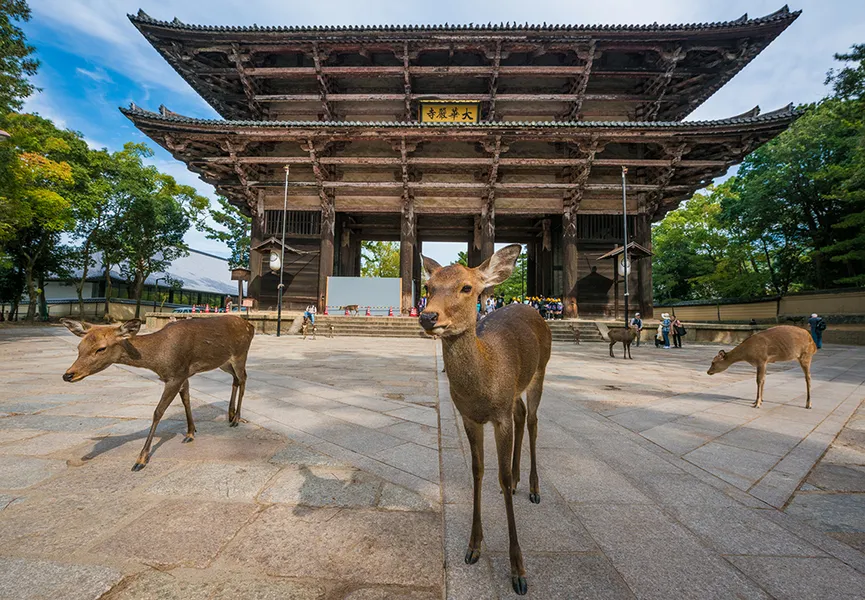 Nara Deer Park