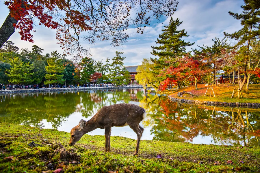 Nara Park