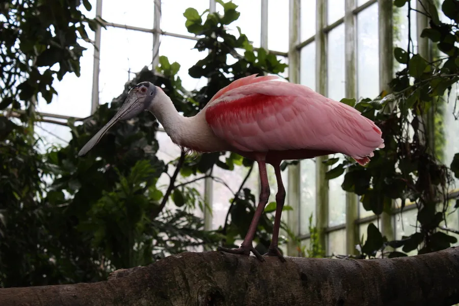 National Aviary