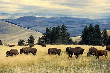 National Bison Range