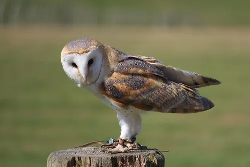 National Centre for Birds of Prey