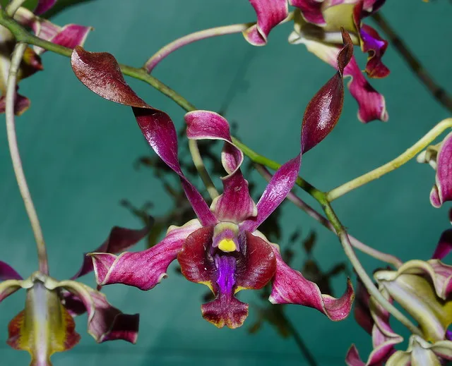 National Orchid Garden