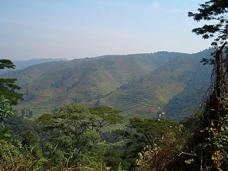 Nature Walk in Bwindi Impenetrable National Park