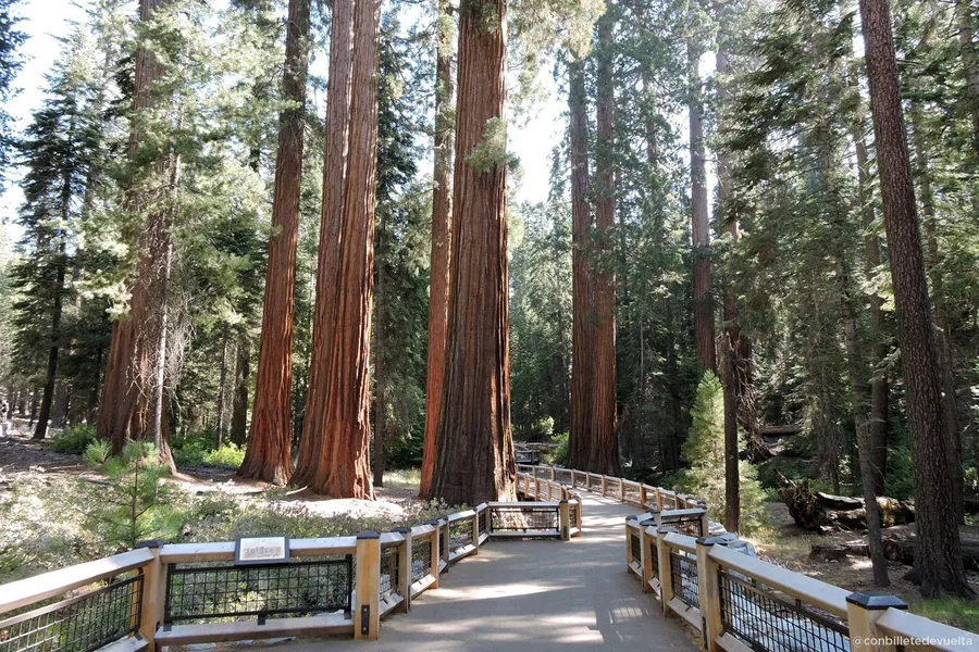 Nelder Grove of Giant Sequoias