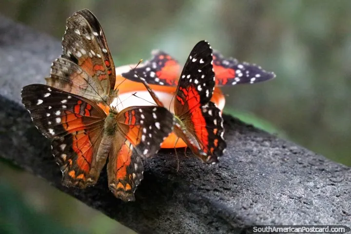 Neotropical Butterfly Park