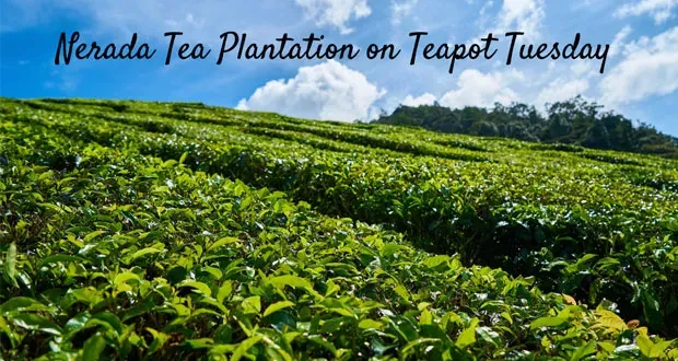 Nerada Tea Plantation