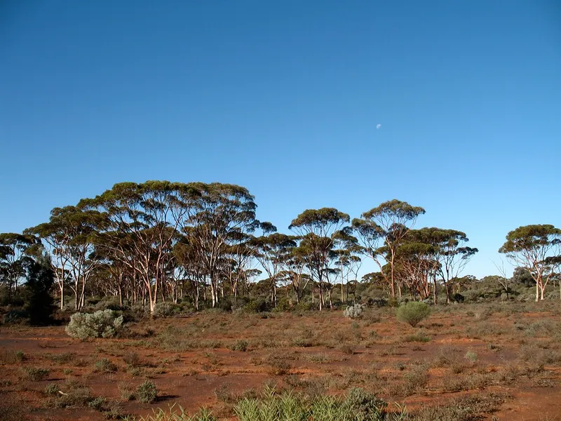 Nerriga Goldfields Common