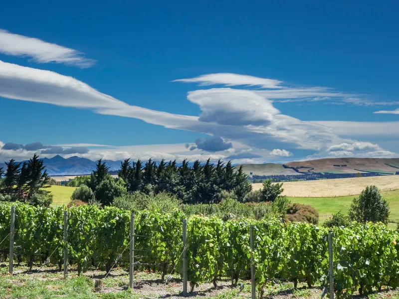 Neudorf Vineyards