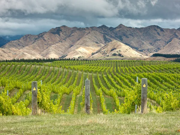 Nga Waka Vineyard