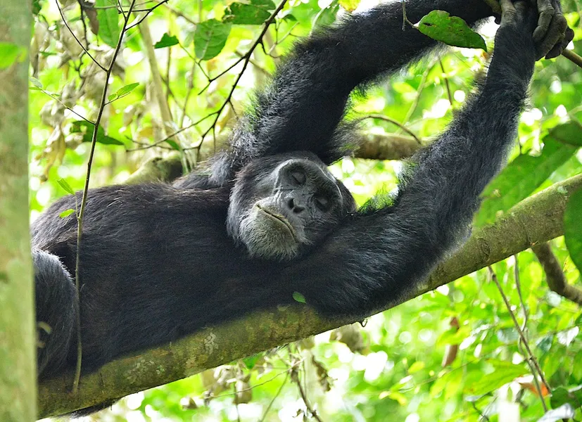 Ngamba Island Chimpanzee Sanctuary