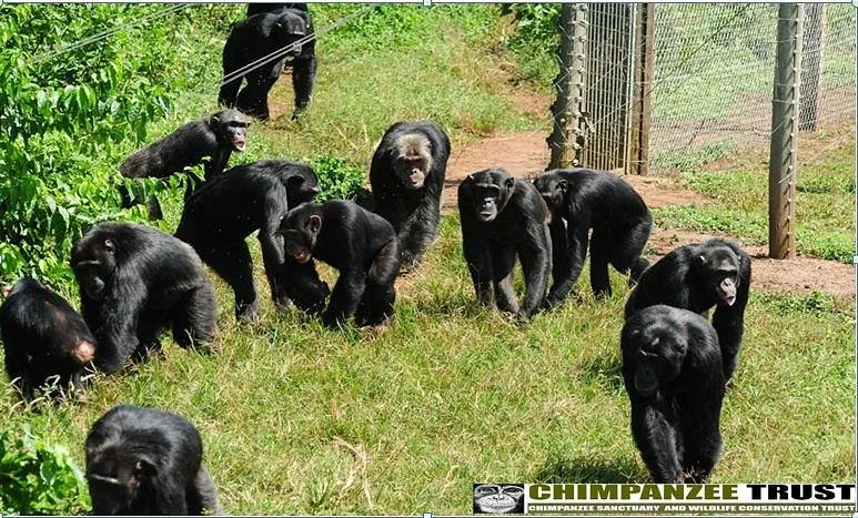 Ngamba Island Chimpanzee Sanctuary