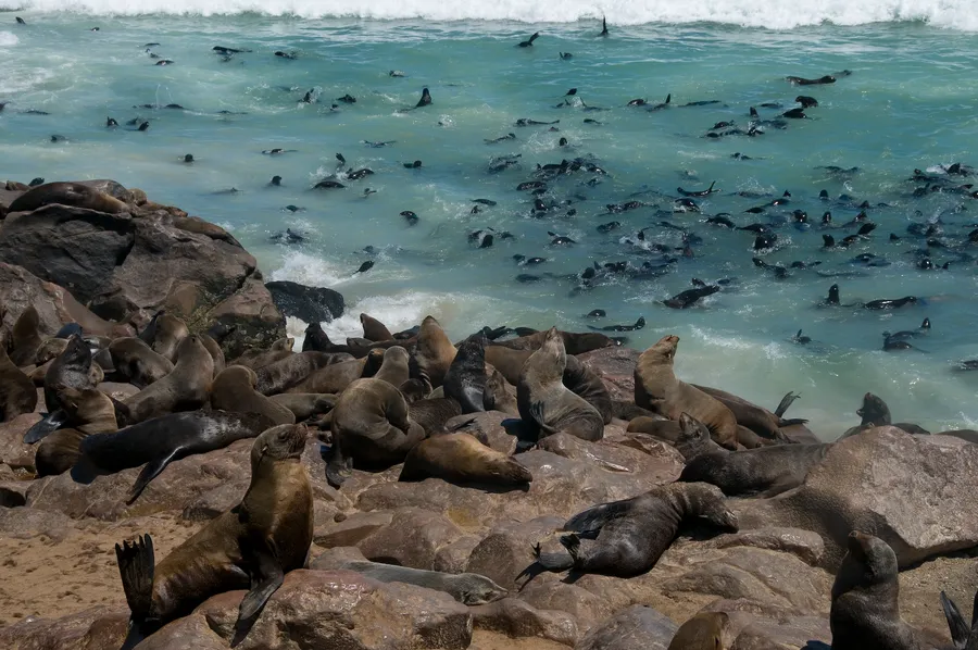 Ngawi Seal Colony