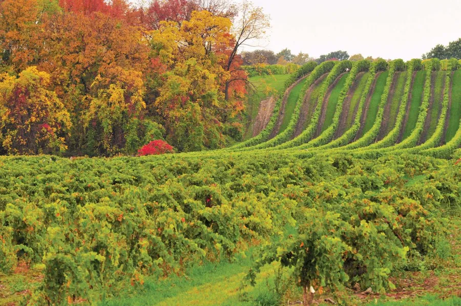 Niagara Wineries