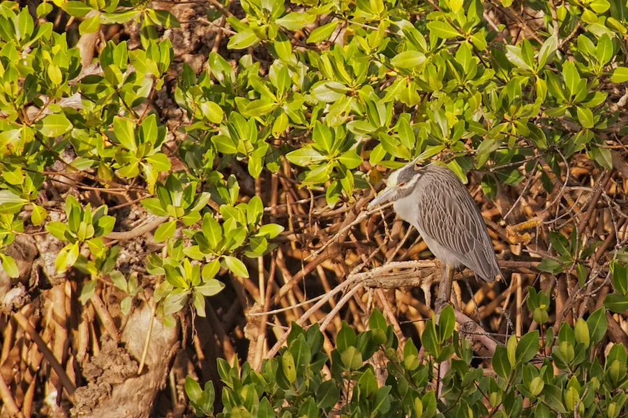 Night Heron Park