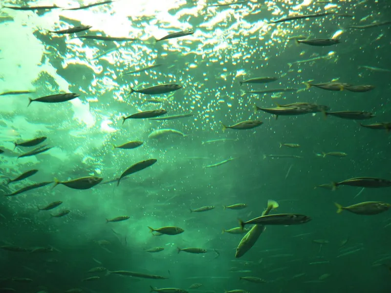 Nordsøen Oceanarium