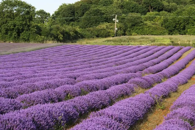 Norfolk Lavender