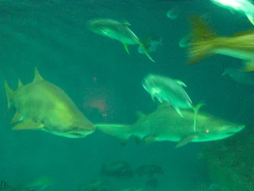 North Carolina Aquarium on Roanoke Island