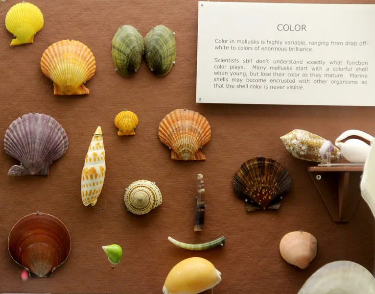 North Museum of Nature and Science