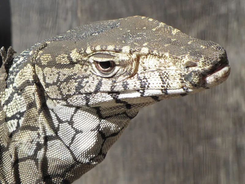 Nowra Wildlife Park