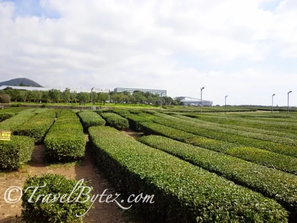 O'sulloc Tea Museum