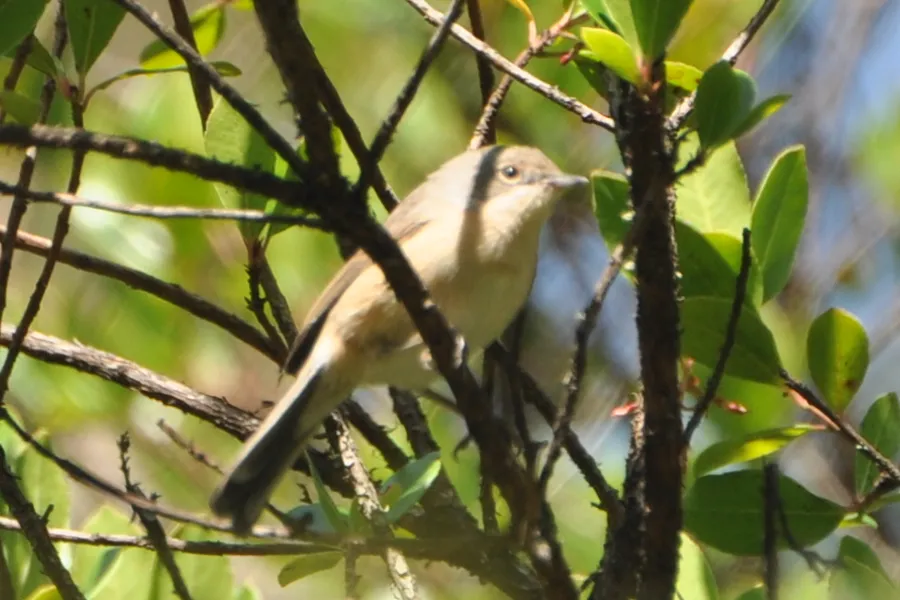 Observar Aves na Carrasqueira