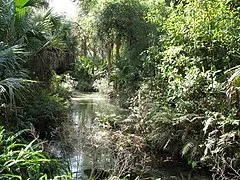 Ocala National Forest