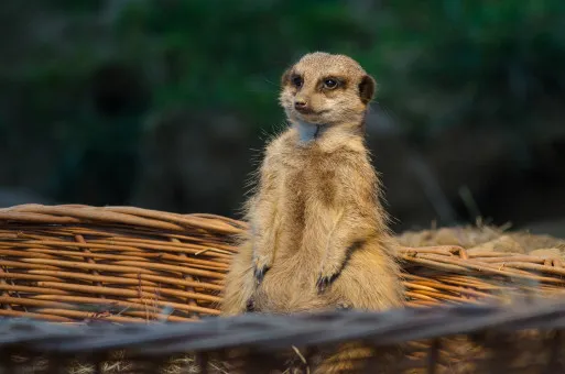 Ogrod Fauny Polskiej Zoo