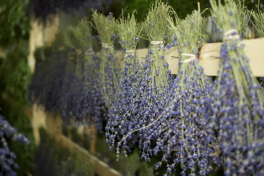 Okanagan Lavender & Herb Farm