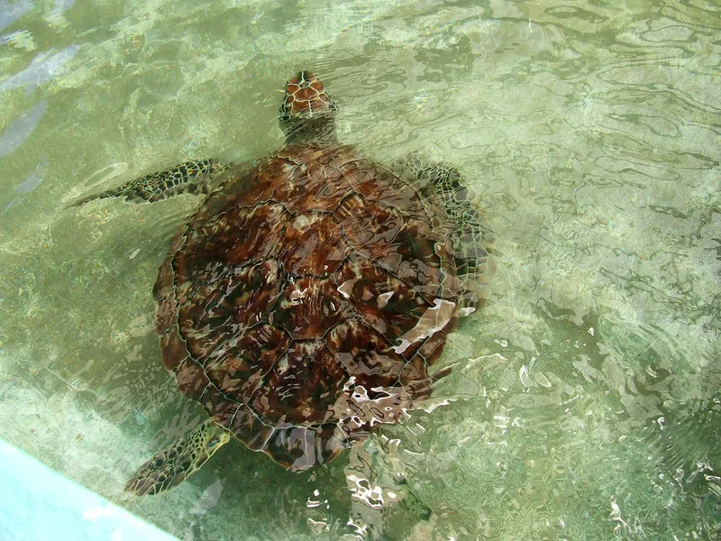 Old Hegg Turtle Sanctuary