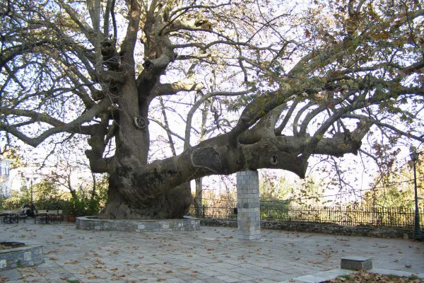 Old Plane Tree (Çınar Ağacı)