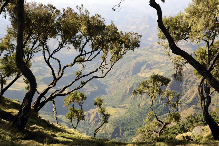 Oldest Indigenous Forest in Ethiopia