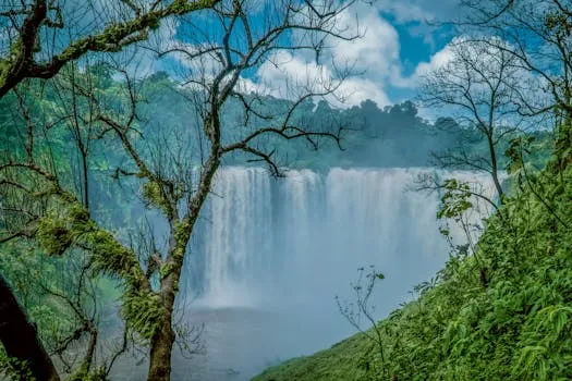 Oldest indigenous forest in Ethiopia