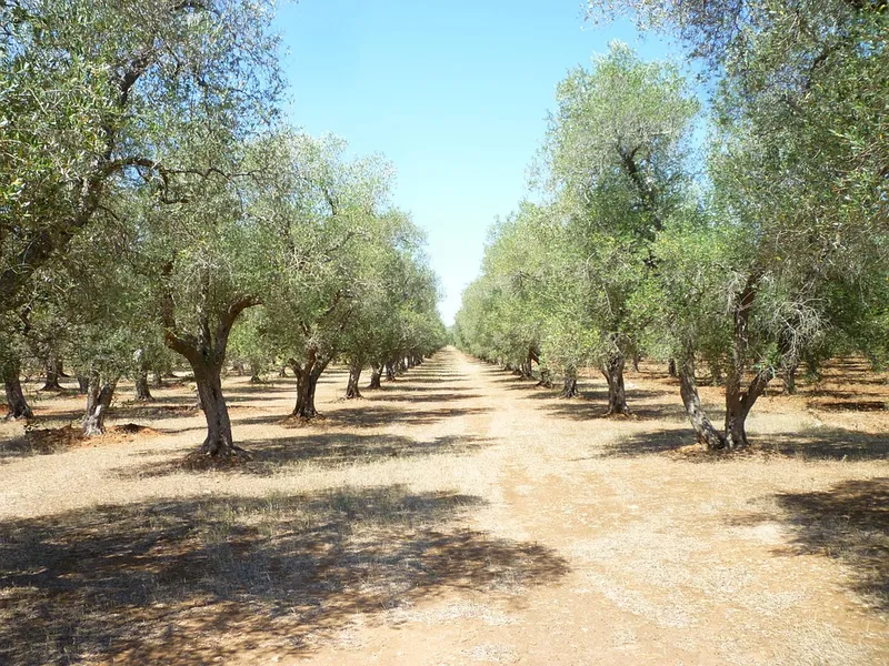 Olive Oil Museum (Museo dell'Olivo)